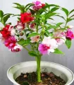 দোপাটি ফুলের বীজ- ১৫ টি - Balsam Flower Mix Color. 