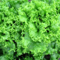 (150seed)Lettuce Grand Rapid Seed/Lettuce Grand Rapids easy to grow great salad choice Green wave seed.