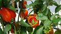 Capcicum Green/red/yellow mix seed (20 seeds). 