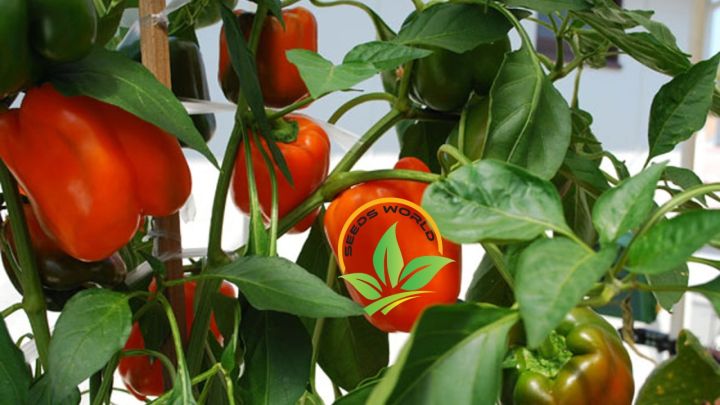 Capcicum%20Green/red/yellow%20mix%20seed%20(20%20seeds)%20-%20Image%206