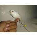Birds Harness for budgie. 
