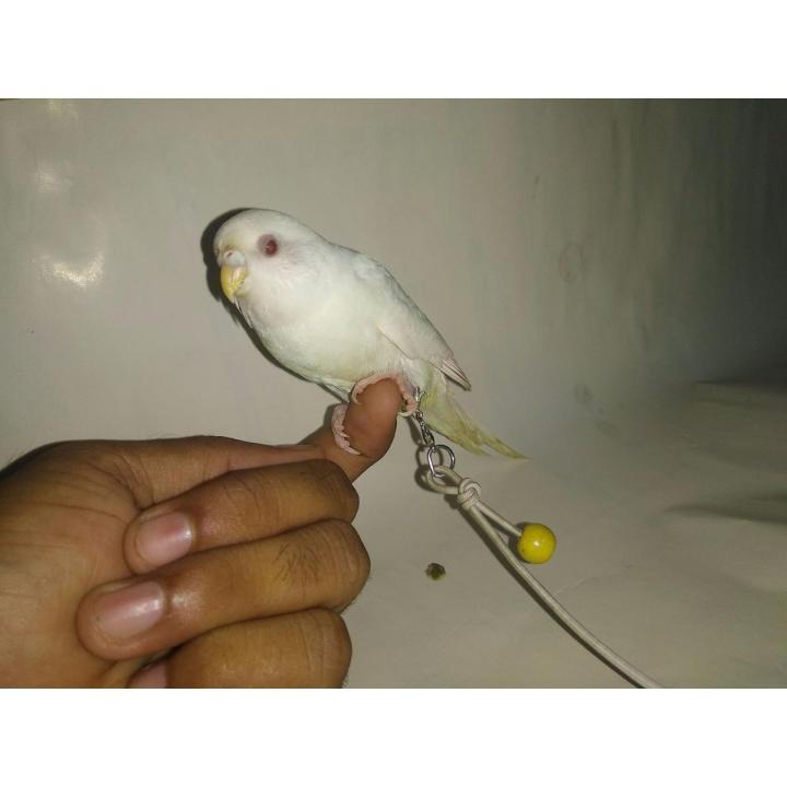 Birds Harness for budgie
