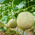 05 pcs Rock Melon (সাম্মাম ফল ) Seeds. / Rock Melon  seeds. 