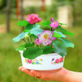 Highly Vital - Opulence at Its Best - Poddo flower 5 picet, Jol Poddo Ful / Lotus Flower Seeds - Tools, DIY & Outdoor - Must Have.