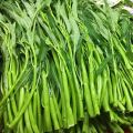 Hybrid original deshi green leaf kolmi shak/water spinach seeds 5gm seeds. 