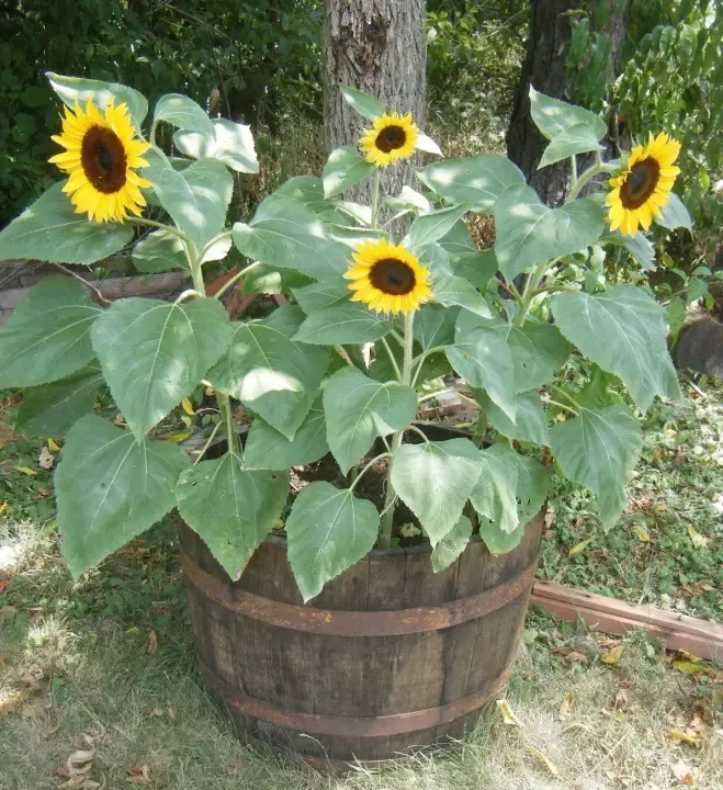 %E0%A6%B9%E0%A6%BE%E0%A6%87%E0%A6%AC%E0%A7%8D%E0%A6%B0%E0%A6%BF%E0%A6%A1%20%E0%A6%AC%E0%A6%BE%E0%A6%B0%20%E0%A6%AE%E0%A6%BE%E0%A6%B8%E0%A6%BF%20%E0%A6%B8%E0%A7%82%E0%A6%B0%E0%A7%8D%E0%A6%AF%E0%A6%AE%E0%A7%81%E0%A6%96%E0%A6%BF%20%E0%A6%9A%E0%A6%BE%E0%A6%B0%E0%A6%BE%20%E0%A6%AC%E0%A7%80%E0%A6%9C%20-%E0%A7%A7%E0%A7%A6%E0%A7%A6%20%E0%A6%AA%E0%A6%BF%E0%A6%9B%20-%20Image%202