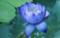 Japan Exotic Blue Lotus Flower 5pcs Seeds.