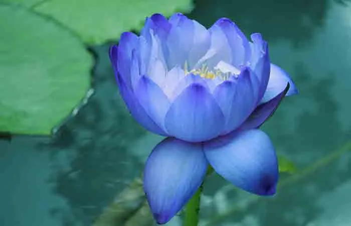 Japan%20Exotic%20Blue%20Lotus%20Flower%205pcs%20Seeds%20-%20Image%207