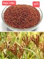Finger Millet Ragi 1 kg. 