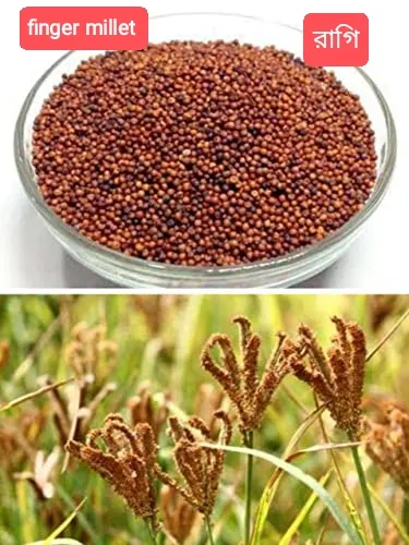 Finger%20Millet%20Ragi%201%20kg%20-%20Image%202