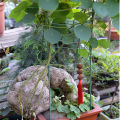 45/60/75CM Climbing Plant Support Cage Garden Trellis Flowers Tomato Stand With 3 Rings. 