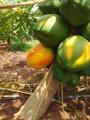 (All Season) Organic Papaya Fruit Seeds- 10 Pcs Seeds. 