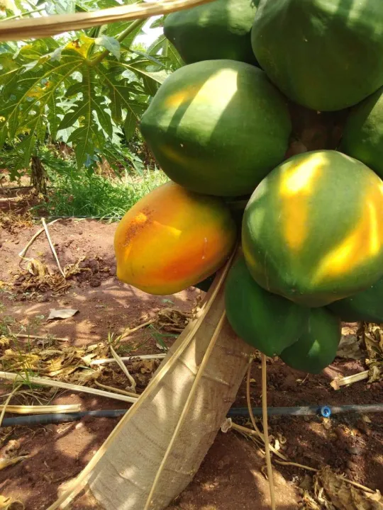 (All%20Season)%20Organic%20Papaya%20Fruit%20Seeds-%2010%20Pcs%20Seeds%20-%20Image%205