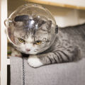 GC Pet Transparent Head Protective Space Ball Breathable Anti-bite Anti-Licking Cute Cat Ear Design Recovery Helmet. 