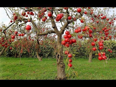 Apple%20Tree%20Seed%20-%2025pcs%20(Imported%20Global%20Seeds)%20-%20Image%202