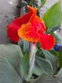Lavish indulgent - Canna Lily (kolaboti) flower seeds - 10 Pieces: Nice beautiful plant for outdoor and indoor plant. - Sensible - Must Have.
