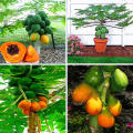 All Season Organic Bonsai Papaya Fruit Seeds- 10 Pcs Seeds. 