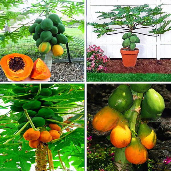 All%20Season%20Organic%20Bonsai%20Papaya%20Fruit%20Seeds-%2010%20Pcs%20Seeds%20-%20Image%206