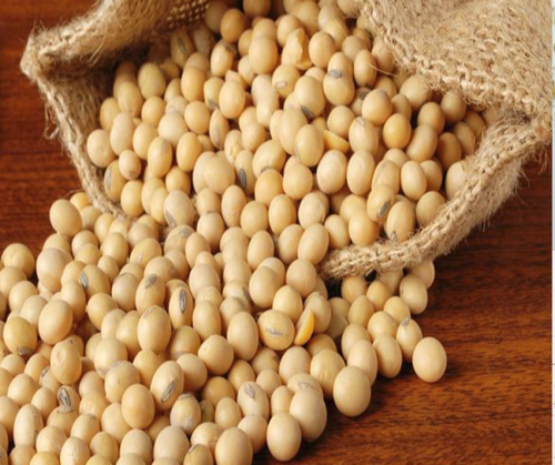 250gm%20Soybean%20Seeds%20for%20Cooking%20Item%20-%20Image%204