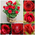 30 Pcs Seeds Global Perennial Red Rose Tree Flower Seeds. 