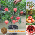 All Season Sweet Pomegrante Bedana - 20+ Seeds. 
