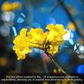 7artisans 50mm F1.4 APS-C Tilt Shift Lens Lilliputian Effect for Sony E A7C A7MII A7SIII Fuji X Fujifilm XT20 XS10 XA5 M4/3 MFT. 