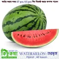 Watermelon Seed - 05/10/15 pcs F1 Hybrid All Season Seed - বারমাসি তরমুজের বীজ সবুজ রঙ. 