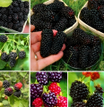blackberry and blackberries fruit tree mulberry fruit bonsai healthy nutrition-10Pcs seeds.