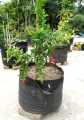Special Combo odder -10 peace Geo Bag 40 liter Barzer bottole Capacity (Dia 15" Hight - 14.5") Geotextile Grow Bag Pot Planter for Garden Planting.