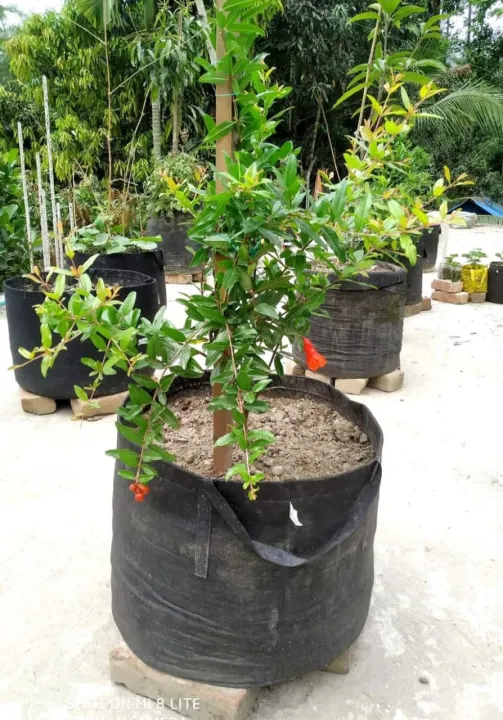 Special%20Combo%20odder%20-10%20peace%20Geo%20Bag%2040%20liter%20Barzer%20bottole%20%20Capacity%20(Dia%2015"%20Hight%20-%2014.5")%20Geotextile%20Grow%20Bag%20Pot%20Planter%20for%20Garden%20Planting%20-%20Image%203