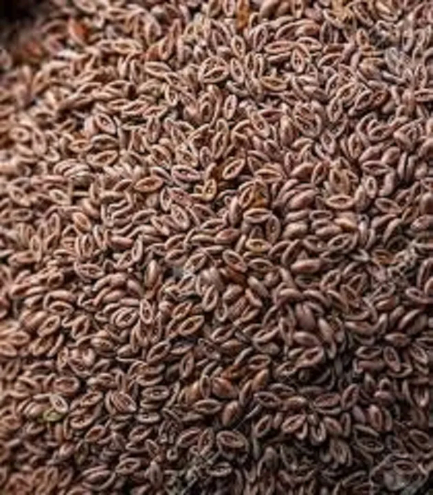 Isobgul%20Dana/Isubgul%20/%20Psyllium%20Husk/%20Isobgul%20Dana-%20200%20gm%20-%20Image%202