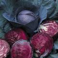 Red Cabbage seed - 50+- pcs. 