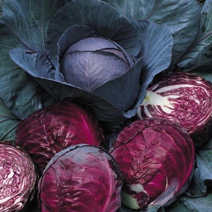 Red%20Cabbage%20seed%20-%2050+-%20pcs%20-%20Image%202