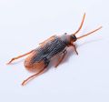 Funny toy Fake Cockroach Novelty Roaches Bugs Realistic Insects toy Prank Simulation Tricky Disgusting Scary Spoof toy 5 pcs.