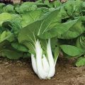 Bok Choy Seed - 05/10 gm Seed of Pok choy Bati Shak Seed - পক চয় বা বাটি শাকের বীজ.