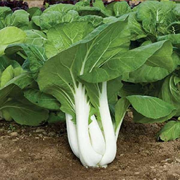 Bok%20Choy%20Seed%20-%20%2005/10%20gm%20Seed%20of%20Pok%20choy%20Bati%20Shak%20Seed%20-%20%E0%A6%AA%E0%A6%95%20%E0%A6%9A%E0%A7%9F%20%E0%A6%AC%E0%A6%BE%20%E0%A6%AC%E0%A6%BE%E0%A6%9F%E0%A6%BF%20%E0%A6%B6%E0%A6%BE%E0%A6%95%E0%A7%87%E0%A6%B0%20%E0%A6%AC%E0%A7%80%E0%A6%9C%20-%20Image%208