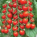 Global red Cherry Tomato 40pcs seeds.