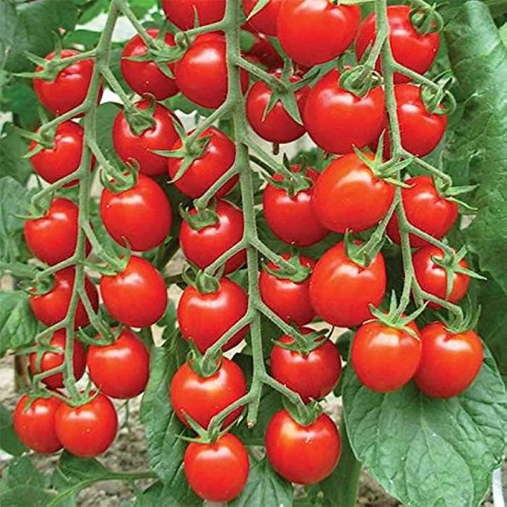 Global%20red%20Cherry%20Tomato%2040pcs%20%20seeds%20-%20Image%202