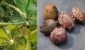 Kath Badam Seeds (Almond Seeds) 10pcs. 
