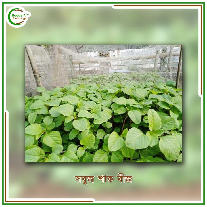 Sobuj%20Shak%20Seed%20-%2015%20gm%20-%20Image%202