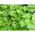Deshi Dhonia pata 2000 seeds (Repack & Free gift- 3 items)..