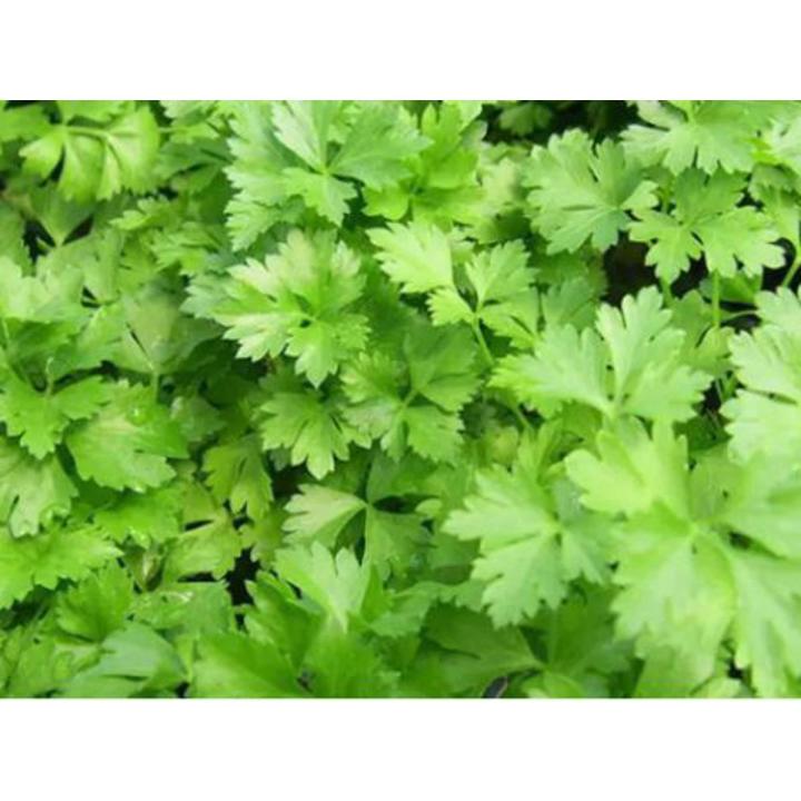 Deshi Dhonia pata 2000 seeds (Repack & Free gift- 3 items).