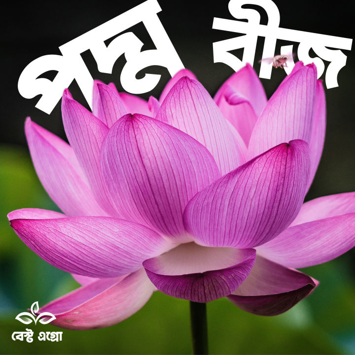 Highly Vital - Opulence at Its Best - Poddo flower 5 picet, Jol Poddo Ful / Lotus Flower Seeds - Tools, DIY & Outdoor - Must Have