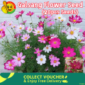 Mixed Cosmos Flowers Seeds 20 PIces (China Multicolor Flowers Seeds). 