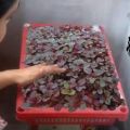 Red Spinach Seed ( Lal Shak ) - 20 gm lal shak seeds - লাল শাকের বীজ Hybrid  seeds/seed/bij. 