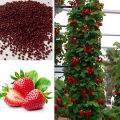 Red Strawberry Imported Global Seeds -30 pcs Seeds. 