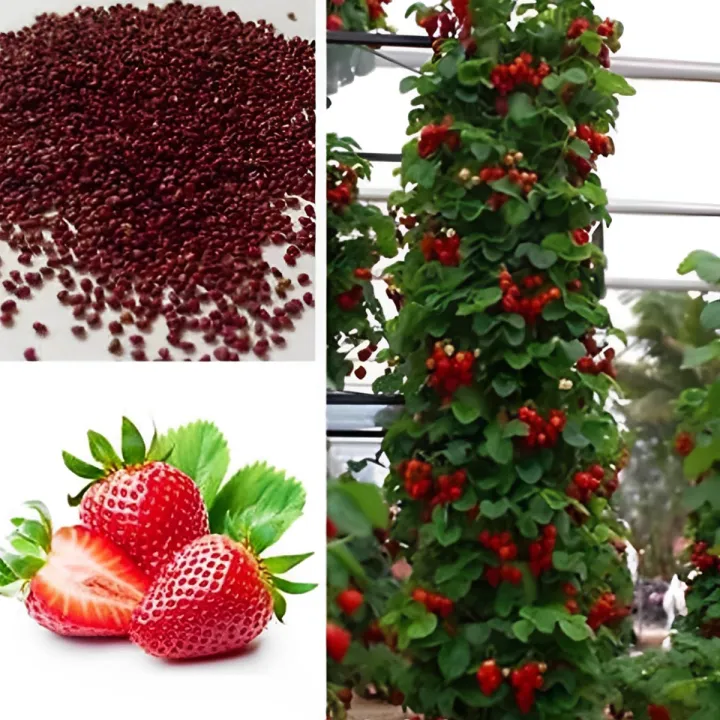 Red%20Strawberry%20Imported%20Global%20Seeds%20-30%20pcs%20Seeds%20-%20Image%204