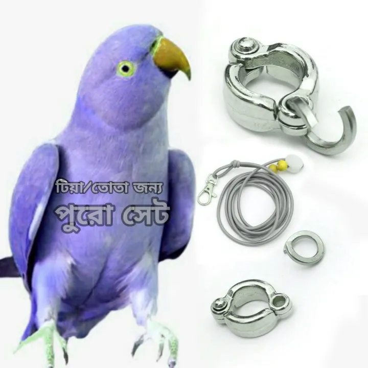 Indian%20Ringneck%20Parrot%20China%20Ring%20&%20Harness%20-%20Image%207