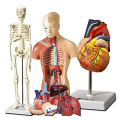 Human Heart, Torso and Skeleton Model for Anatomy and Physiology Students Hands-on 3D Model Learning Tool As Shown 3 Piece. 