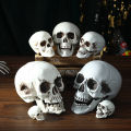 size Skull prop Creepy Lifelike Resin material Skeleton head decoration Detachable jaw Realistic looking skulls for Halloween. 